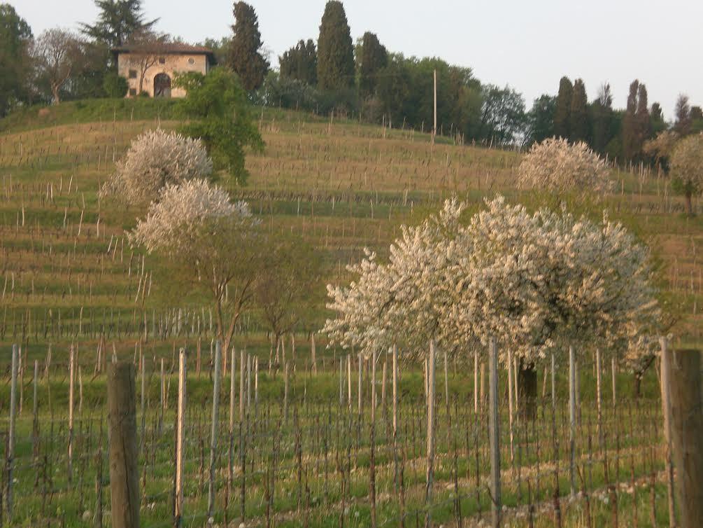 הוילה Manzano Agriturismo Giorgio Colutta מראה חיצוני תמונה