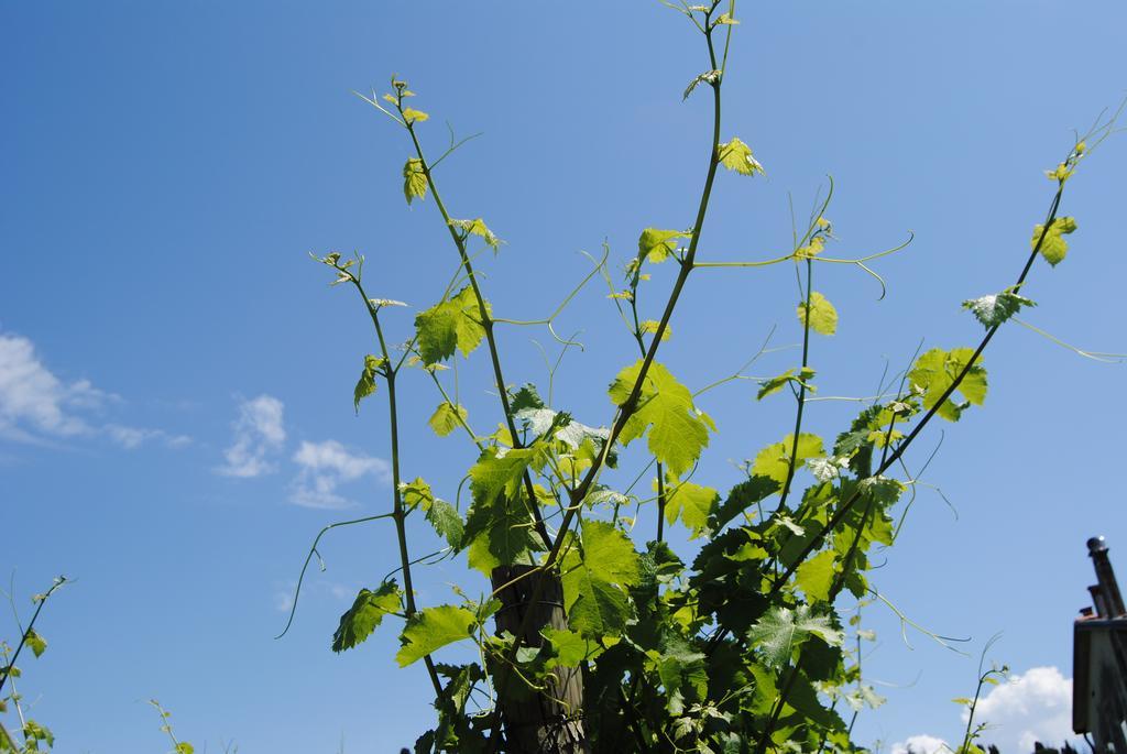 הוילה Manzano Agriturismo Giorgio Colutta מראה חיצוני תמונה